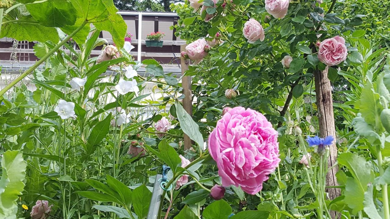 Les Iris Chambres D'Hote Niedermorschwihr 외부 사진